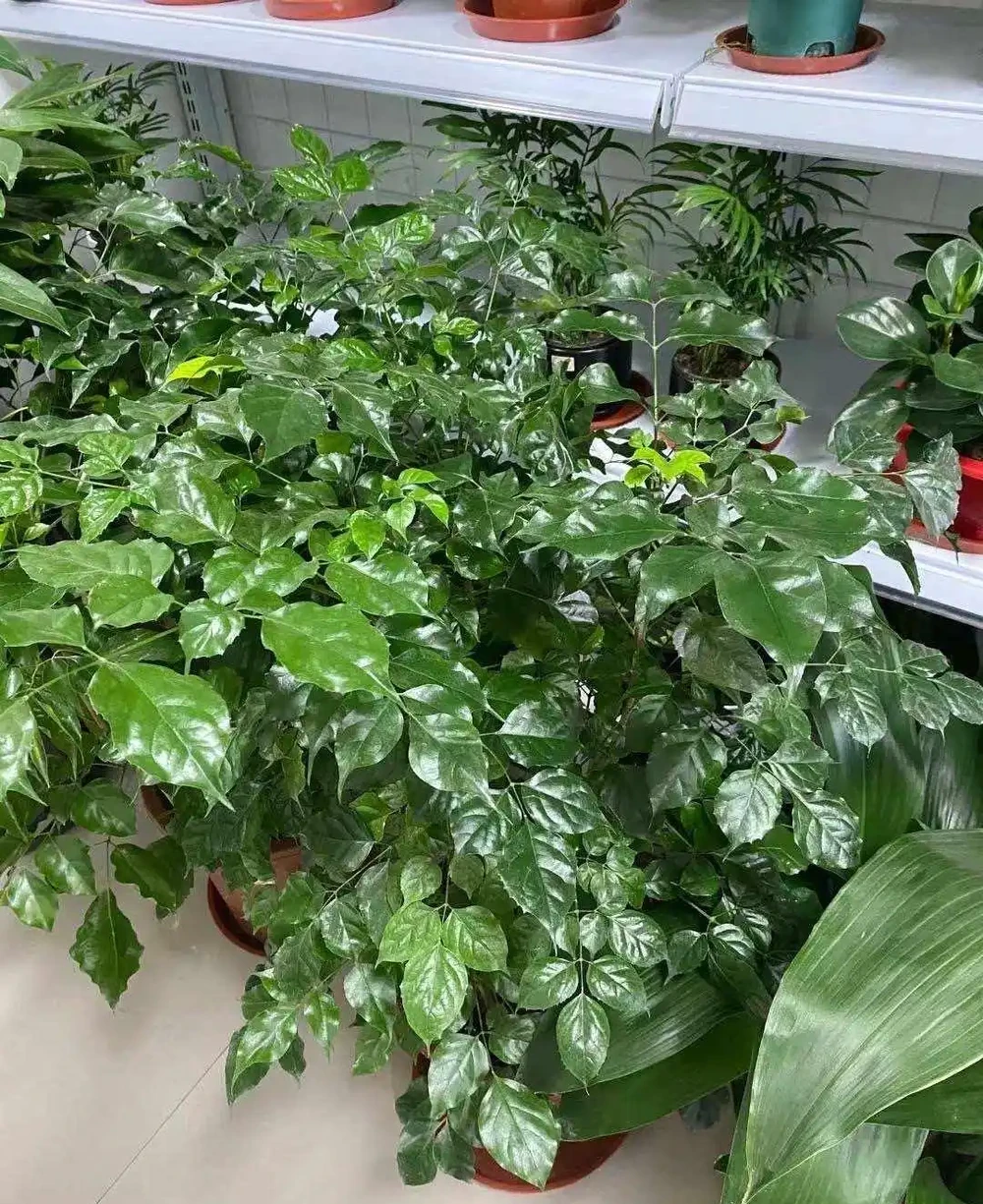幸福樹該怎麼養?記住3點,葉子翠綠,越養越茂盛,幸福萬年長!