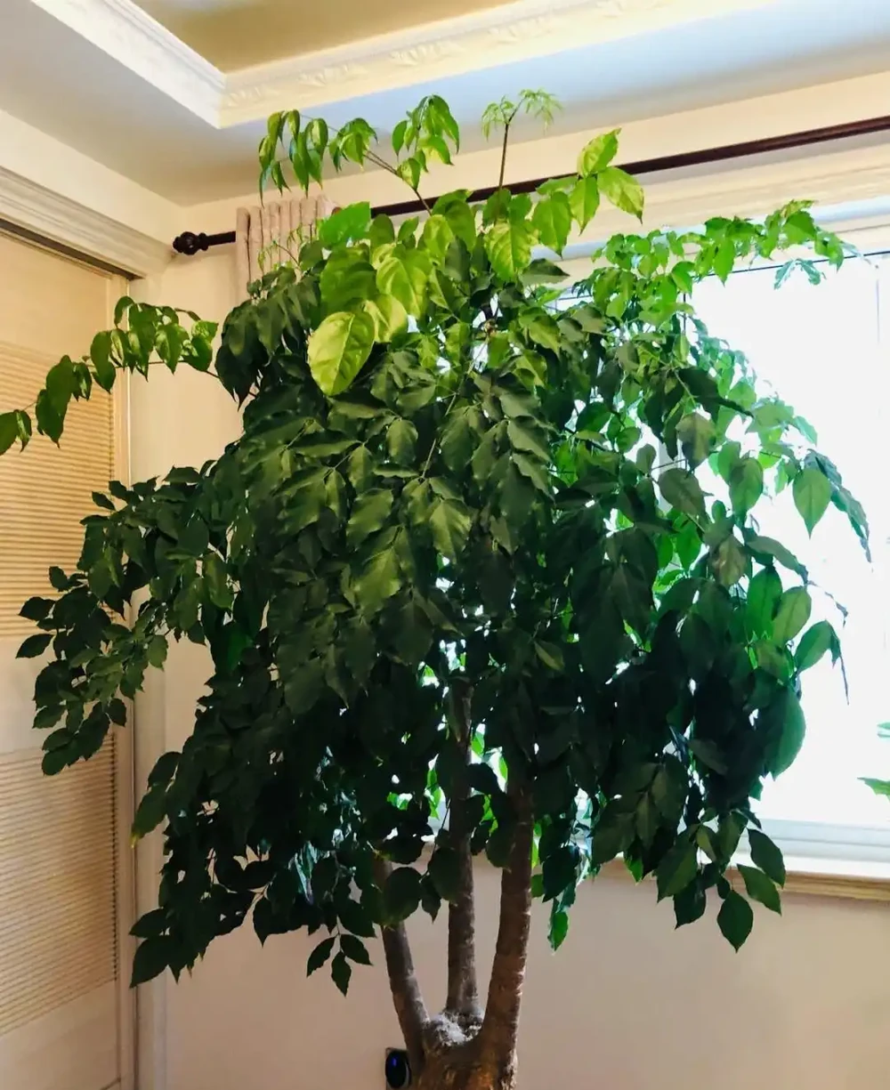 幸福樹該怎麼養?記住3點,葉子翠綠,越養越茂盛,幸福萬年長!