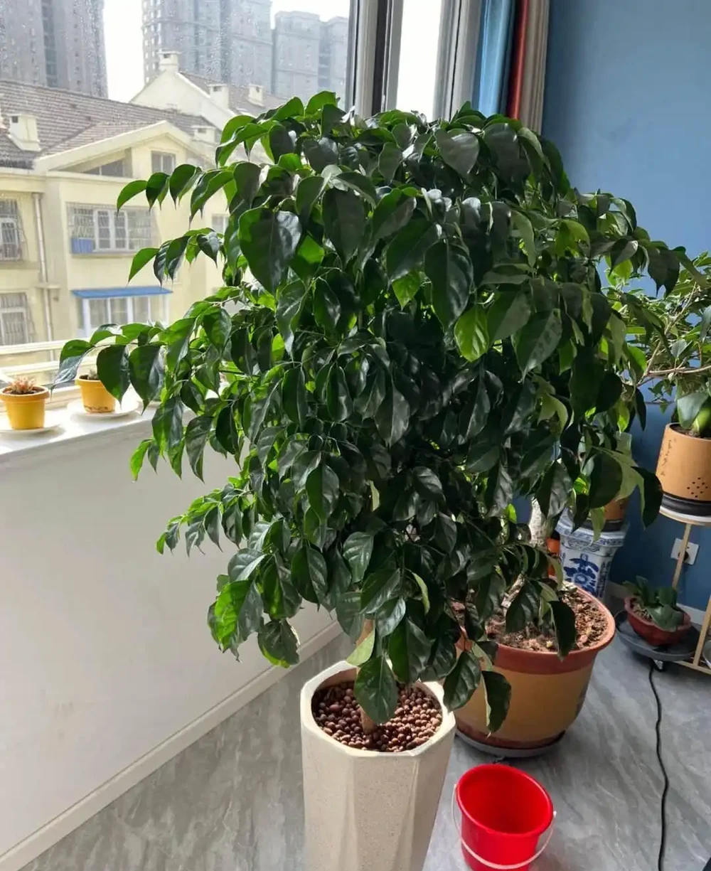 幸福樹該怎麼養?記住3點,葉子翠綠,越養越茂盛,幸福萬年長!
