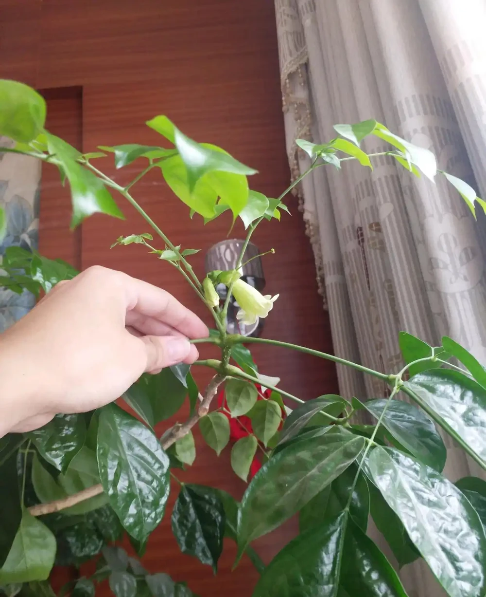 幸福樹該怎麼養?記住3點,葉子翠綠,越養越茂盛,幸福萬年長!