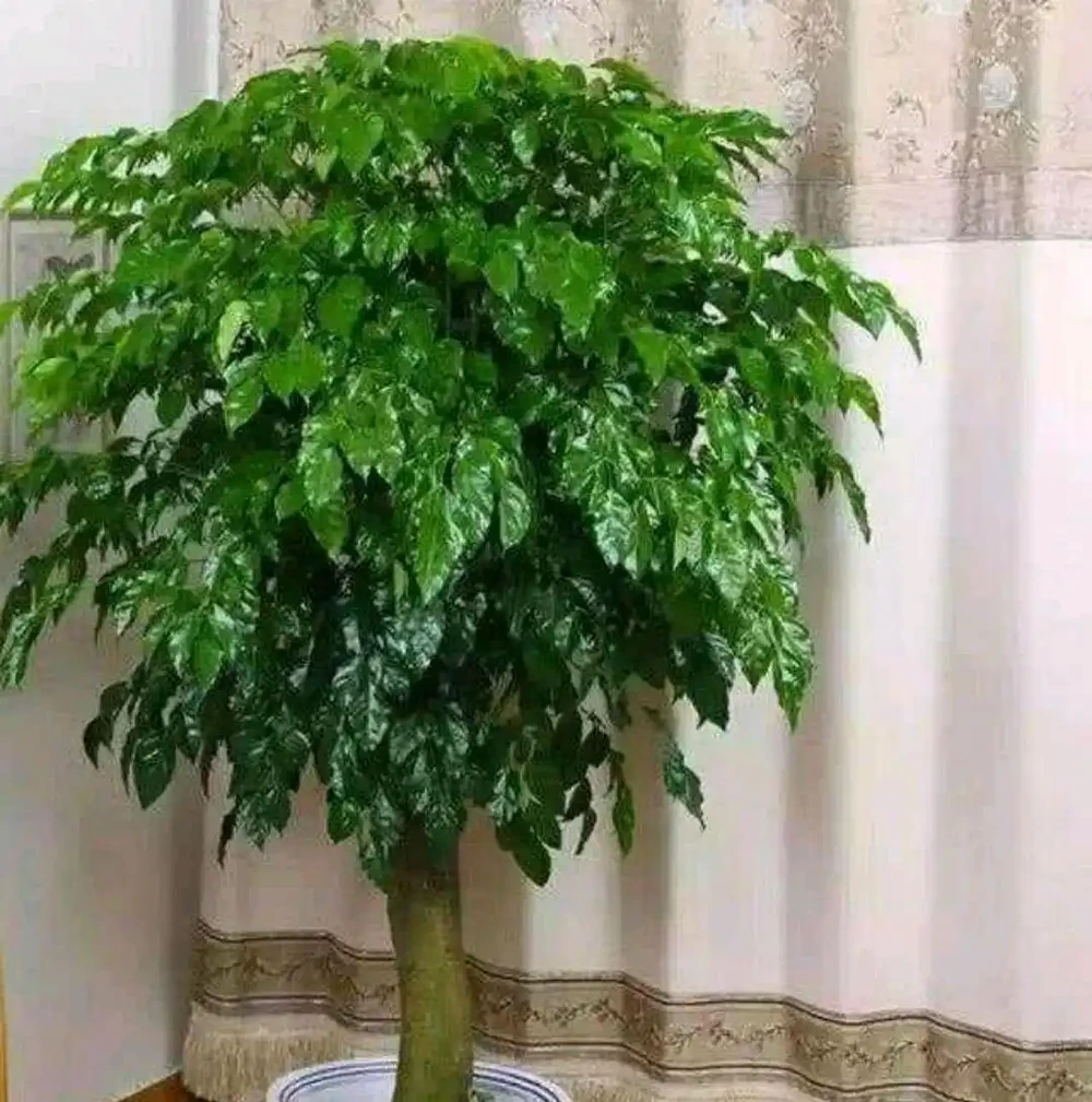 幸福樹該怎麼養?記住3點,葉子翠綠,越養越茂盛,幸福萬年長!