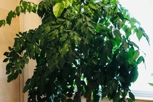 幸福樹該怎麼養？記住3點，葉子翠綠，越養越茂盛，幸福萬年長！