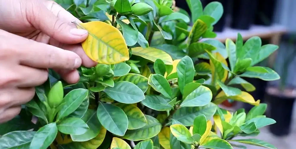 葉片變黃是缺什麼肥料?