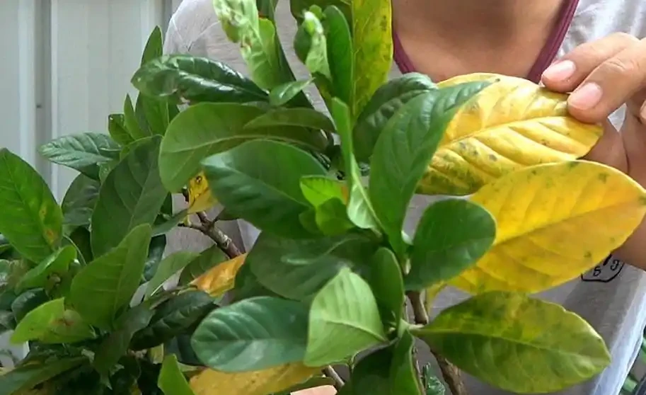 葉片變黃是缺什麼肥料?