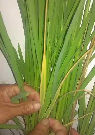 葉片變黃是缺什麼肥料?