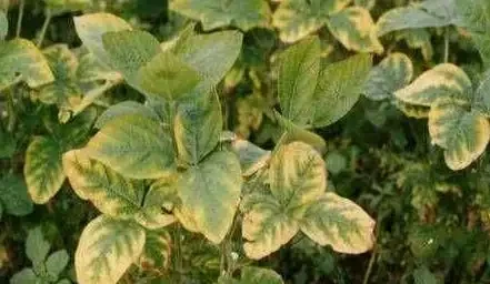 葉片變黃是缺什麼肥料?