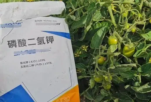 葉片變黃是缺什麼肥料?