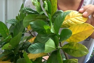 葉片變黃是缺什麼肥料？