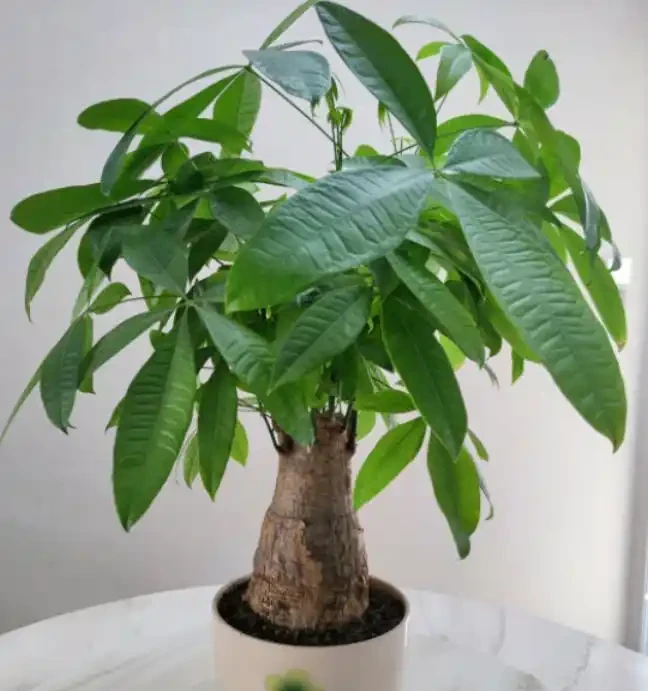 發財樹黃葉是什麼原因?該如何解決?一文讀懂,輕鬆搞定煩惱