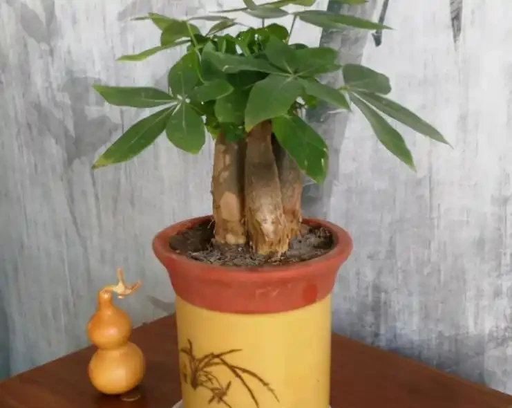 發財樹黃葉是什麼原因?該如何解決?一文讀懂,輕鬆搞定煩惱