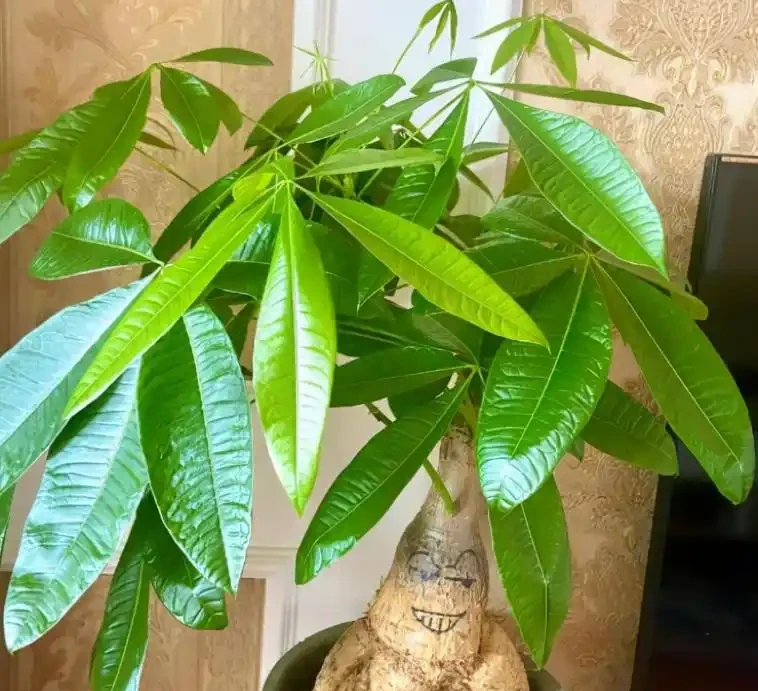 發財樹黃葉是什麼原因?該如何解決?一文讀懂,輕鬆搞定煩惱
