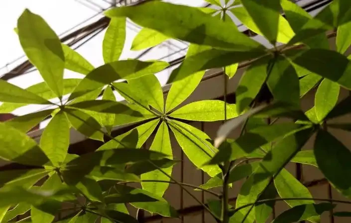 發財樹黃葉是什麼原因?該如何解決?一文讀懂,輕鬆搞定煩惱