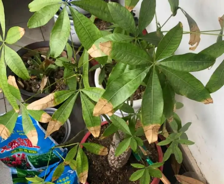 發財樹黃葉是什麼原因?該如何解決?一文讀懂,輕鬆搞定煩惱