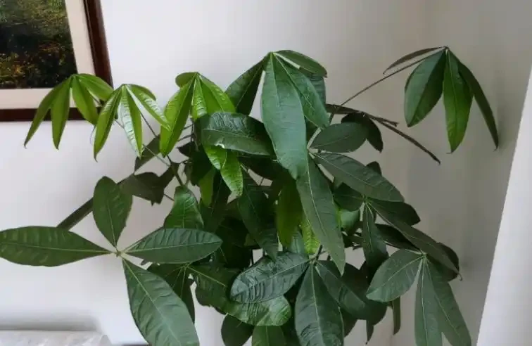 發財樹黃葉是什麼原因?該如何解決?一文讀懂,輕鬆搞定煩惱