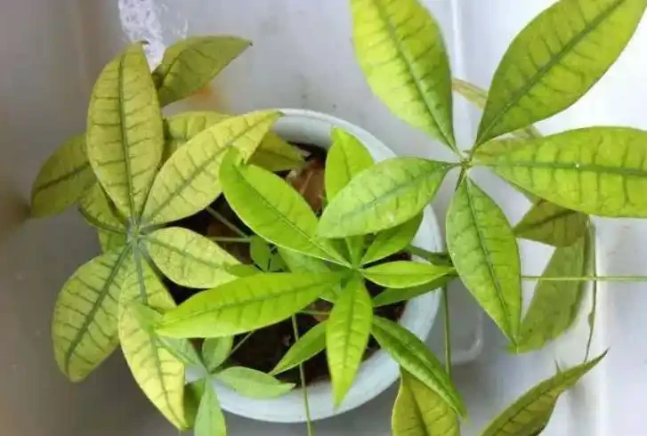 發財樹黃葉是什麼原因?該如何解決?一文讀懂,輕鬆搞定煩惱