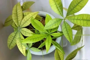 發財樹黃葉是什麼原因？該如何解決？一文讀懂，輕鬆搞定煩惱