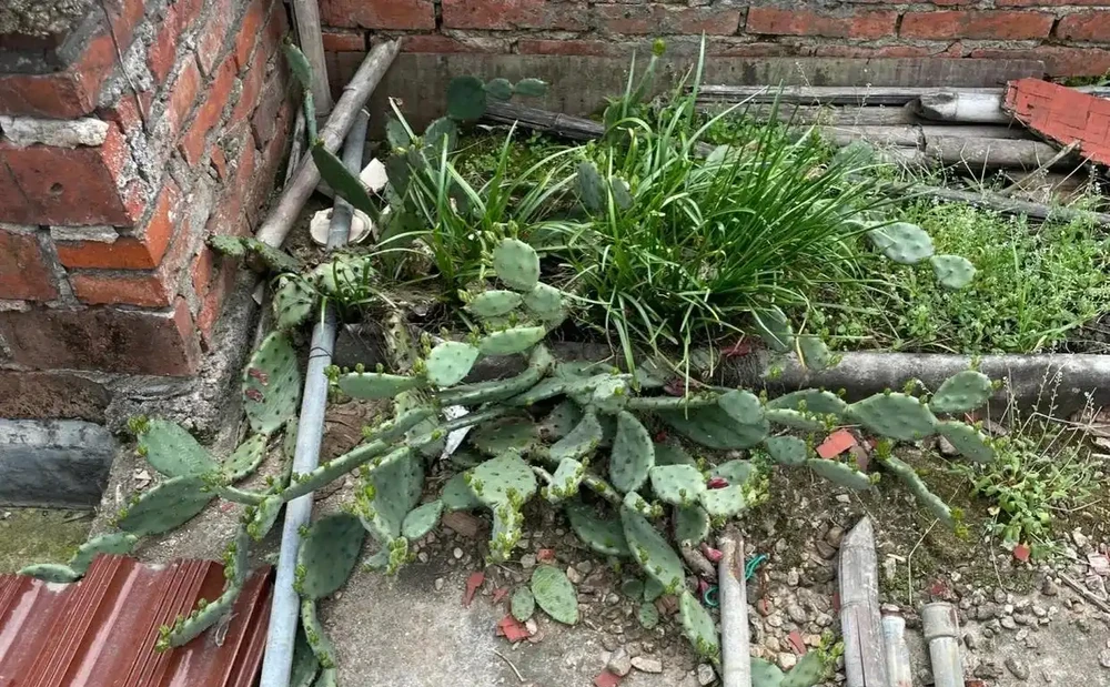 仙人掌已被拉入黑名單，原因有4點，花友們別再養了
