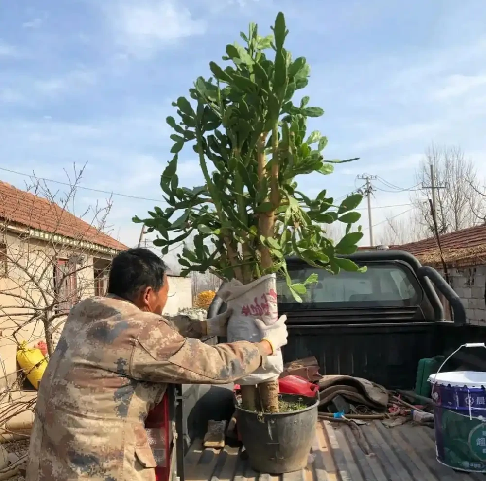 仙人掌已被拉入黑名單，原因有4點，花友們別再養了