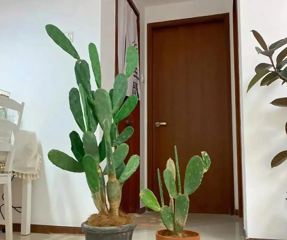 仙人掌已被拉入黑名單，原因有4點，花友們別再養了