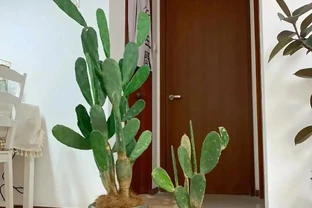 仙人掌已被拉入黑名單，原因有4點，花友們別再養了