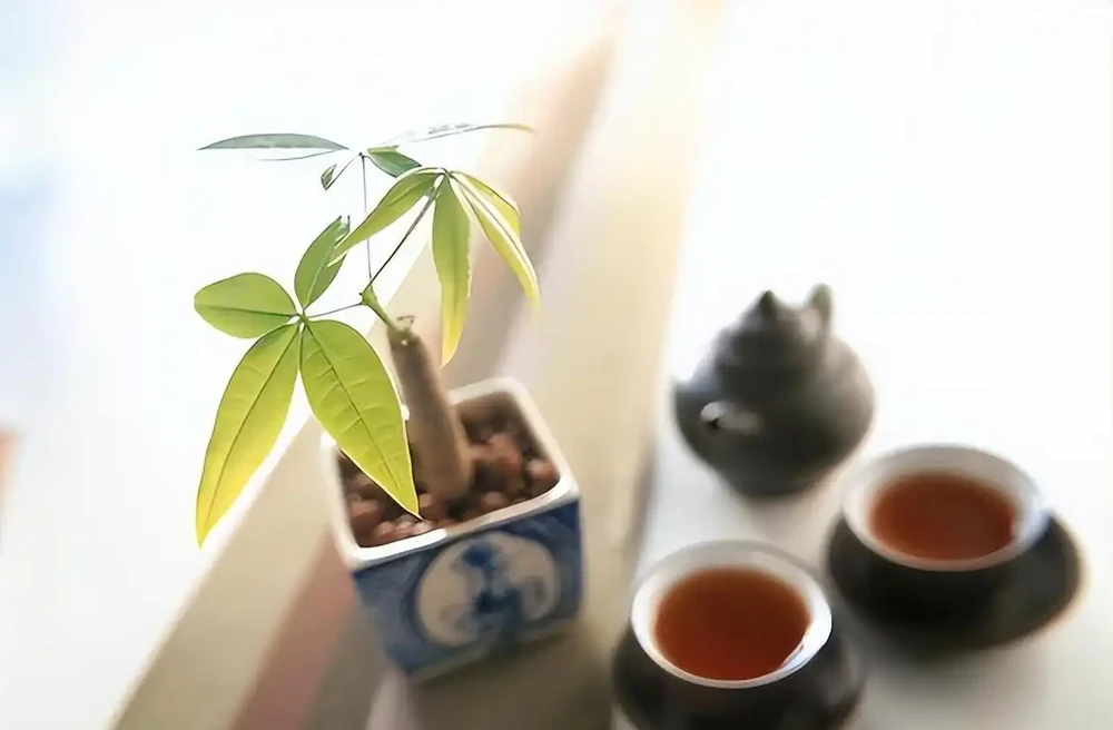 想把「發財樹」養出「富貴感」，先要學會「剪」，其次才是「養」