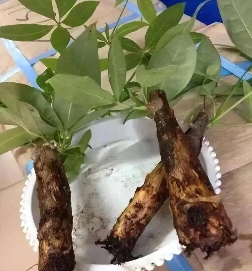 想把「發財樹」養出「富貴感」，先要學會「剪」，其次才是「養」