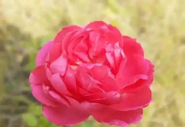 俗語「月季不剪枝,來年花朵稀」,不是嚇唬你,而是有一定道理的