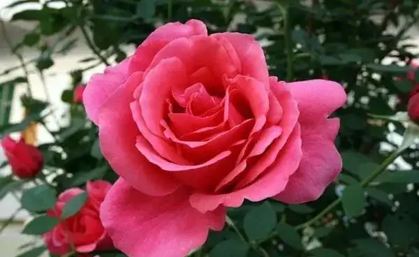 俗語「月季不剪枝,來年花朵稀」,不是嚇唬你,而是有一定道理的