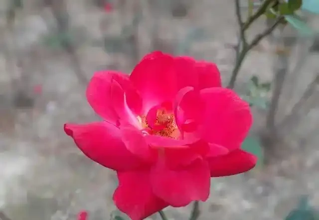 俗語「月季不剪枝,來年花朵稀」,不是嚇唬你,而是有一定道理的