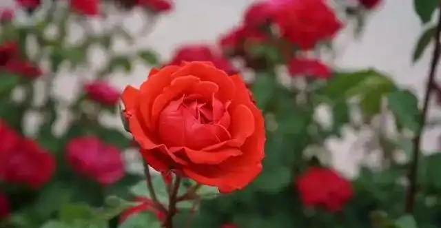 俗語「月季不剪枝,來年花朵稀」,不是嚇唬你,而是有一定道理的