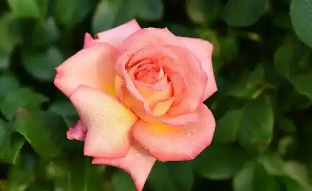 俗語「月季不剪枝,來年花朵稀」,不是嚇唬你,而是有一定道理的
