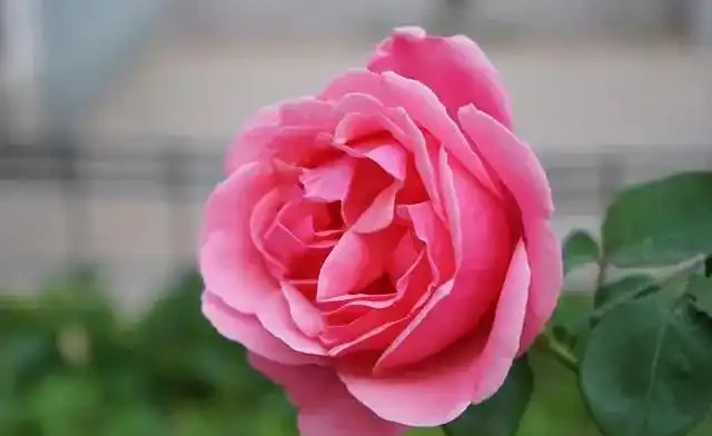 俗語「月季不剪枝,來年花朵稀」,不是嚇唬你,而是有一定道理的