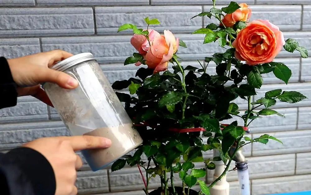 玫瑰花用什麼肥料最佳，花店老闆的玫瑰施肥技巧