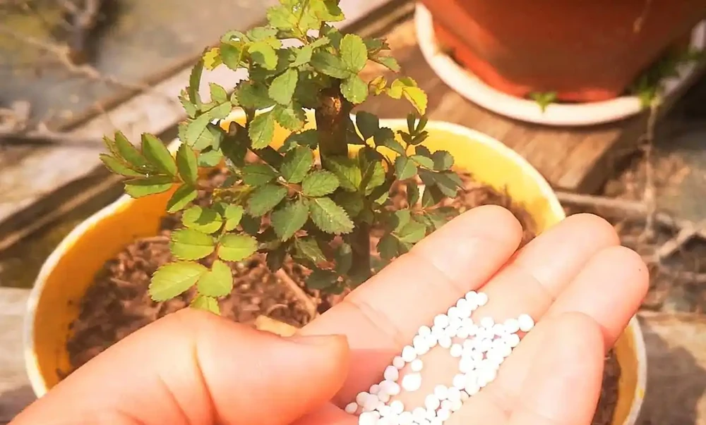 玫瑰花用什麼肥料最佳，花店老闆的玫瑰施肥技巧