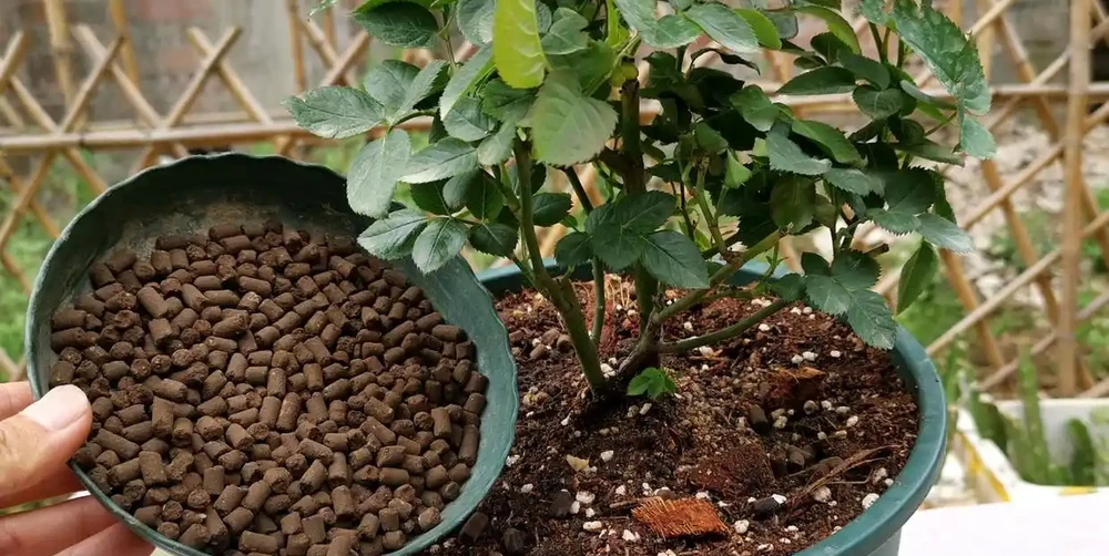 玫瑰花用什麼肥料最佳，花店老闆的玫瑰施肥技巧
