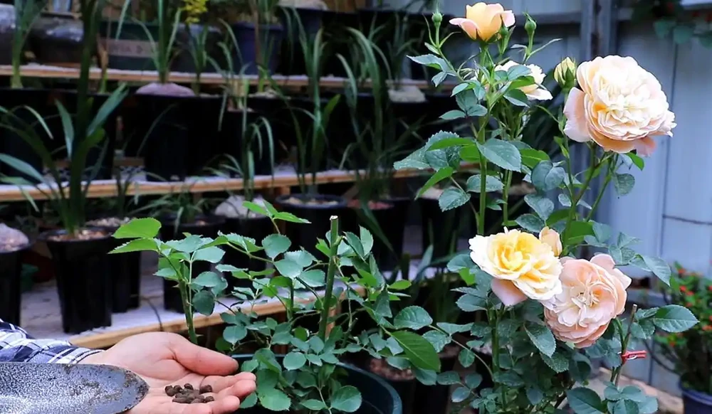 玫瑰花用什麼肥料最佳，花店老闆的玫瑰施肥技巧