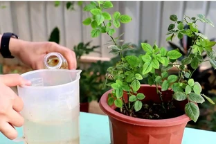 玫瑰花用什麼肥料最佳，花店老闆的玫瑰施肥技巧