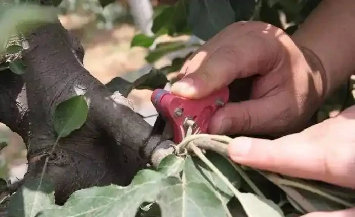 蘋果樹控制旺長的關鍵措施,抓緊收藏