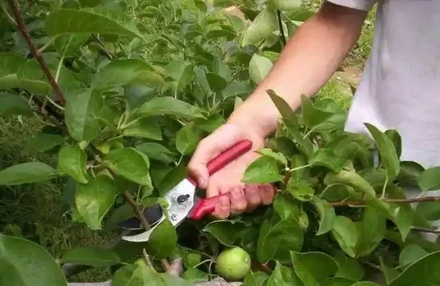 蘋果樹控制旺長的關鍵措施,抓緊收藏