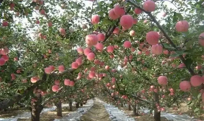 蘋果樹控制旺長的關鍵措施,抓緊收藏