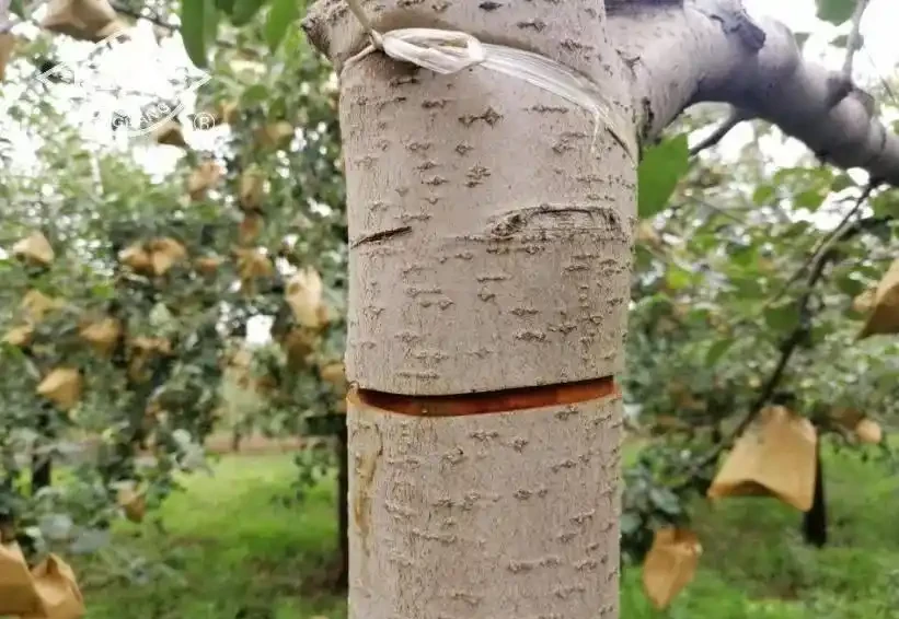 蘋果樹控制旺長的關鍵措施,抓緊收藏
