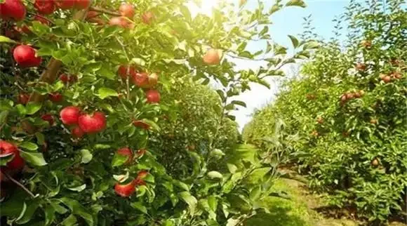蘋果樹控制旺長的關鍵措施,抓緊收藏
