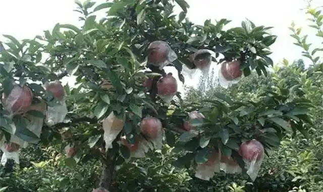 蘋果樹控制旺長的關鍵措施,抓緊收藏