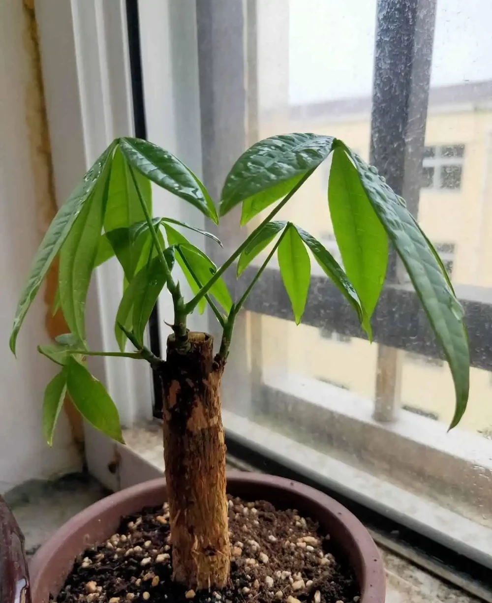 養發財樹,牢記「3重點」,枝葉繁茂,葉片翠綠,一年四季財運旺