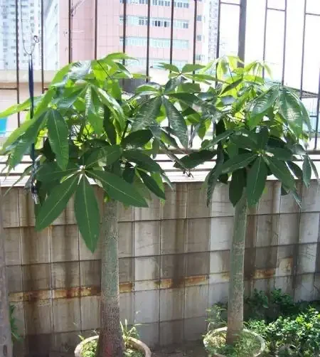 養發財樹,牢記「3重點」,枝葉繁茂,葉片翠綠,一年四季財運旺