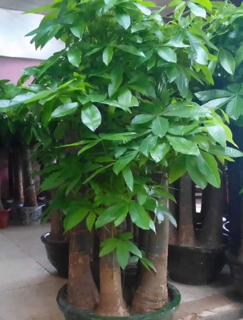 養發財樹,牢記「3重點」,枝葉繁茂,葉片翠綠,一年四季財運旺