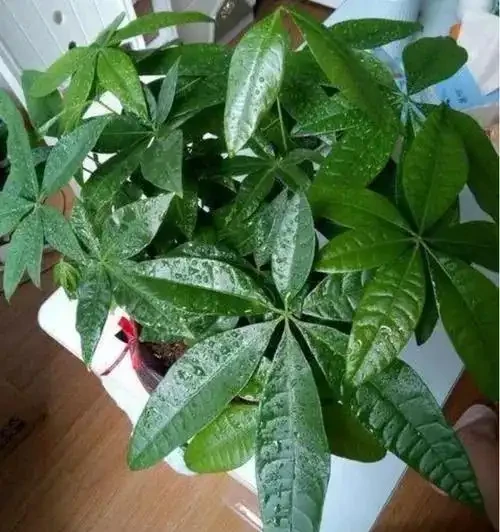 養發財樹,牢記「3重點」,枝葉繁茂,葉片翠綠,一年四季財運旺
