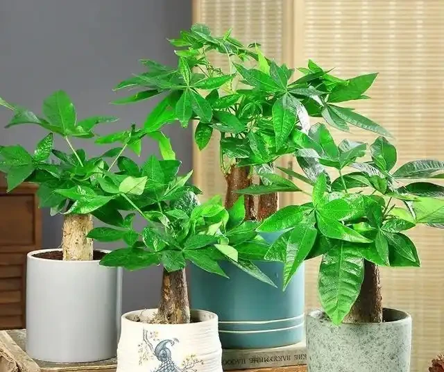 養發財樹,牢記「3重點」,枝葉繁茂,葉片翠綠,一年四季財運旺