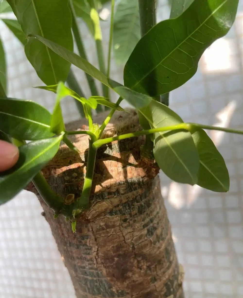 養發財樹,牢記「3重點」,枝葉繁茂,葉片翠綠,一年四季財運旺