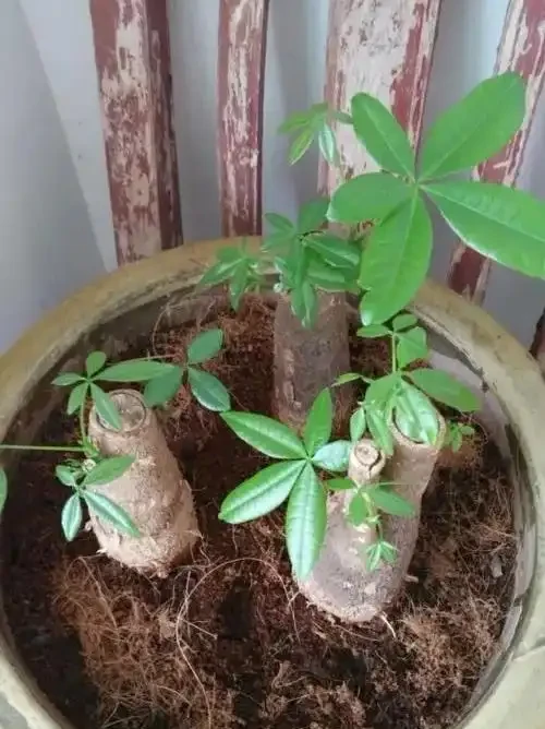 養發財樹,牢記「3重點」,枝葉繁茂,葉片翠綠,一年四季財運旺
